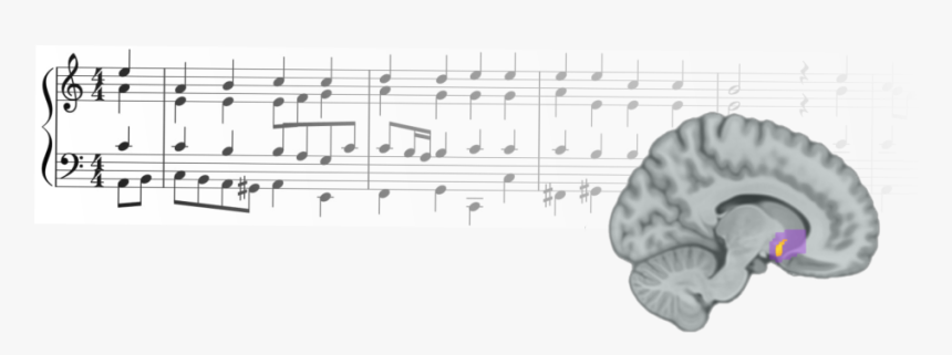 The Researchers Found That Reward Prediction Errors - Music, HD Png Download, Free Download