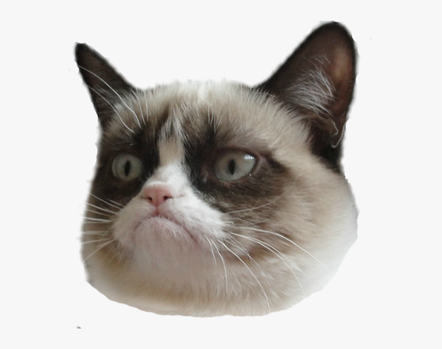 Angry Cat Png - Funny Cat Face Png, Transparent Png, Free Download