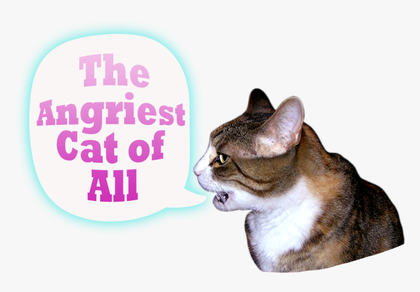 I Am A Very Angry Cat - Domestic Short-haired Cat, HD Png Download, Free Download