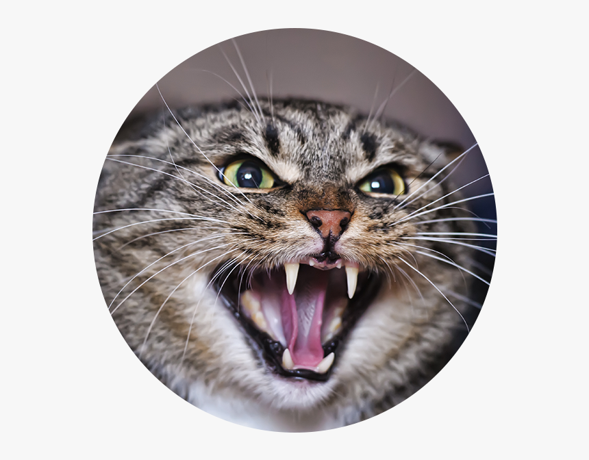 Angry Adult Tabby Cat - Hissing Cat, HD Png Download, Free Download