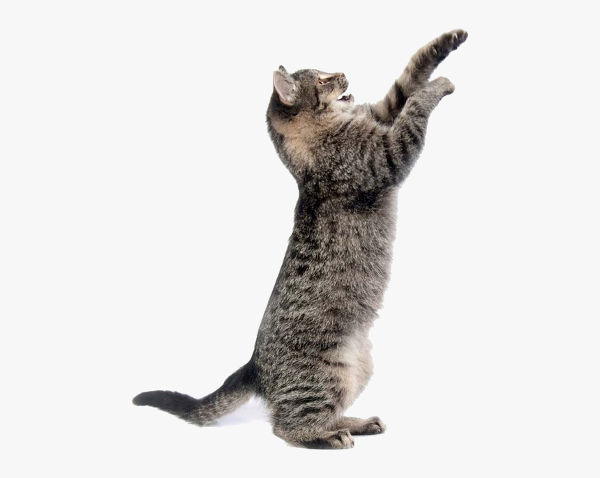 Cat Png Image With Transparent Background - Transparent Background Cat Png, Png Download, Free Download