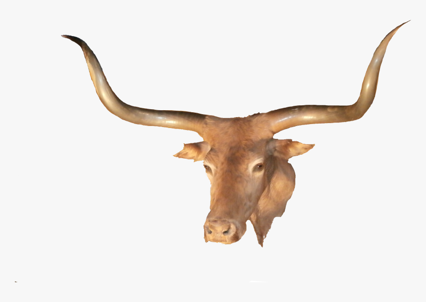 Texas Longhorn Without Background, HD Png Download, Free Download