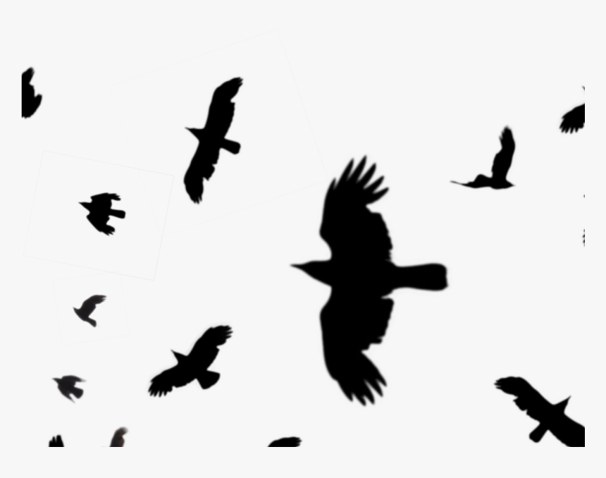 Crows Flying Silhouette Png , Png Download - Transparent Raven Silhouette Flying, Png Download, Free Download