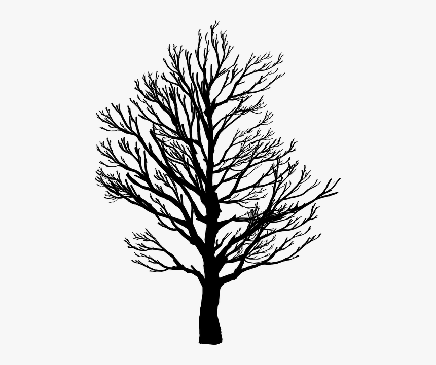 Barren, Branches, Nature, Plant, Plants, Silhouette - Barren Tree Silhouette, HD Png Download, Free Download