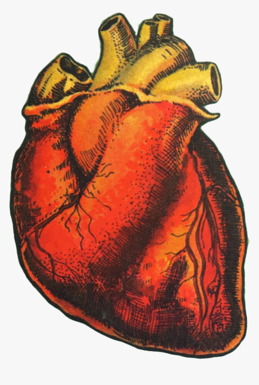 #heart #organ #humanheart #art #drawing #love #aesthetic - Orange Tumblr Aesthetic Png, Transparent Png, Free Download