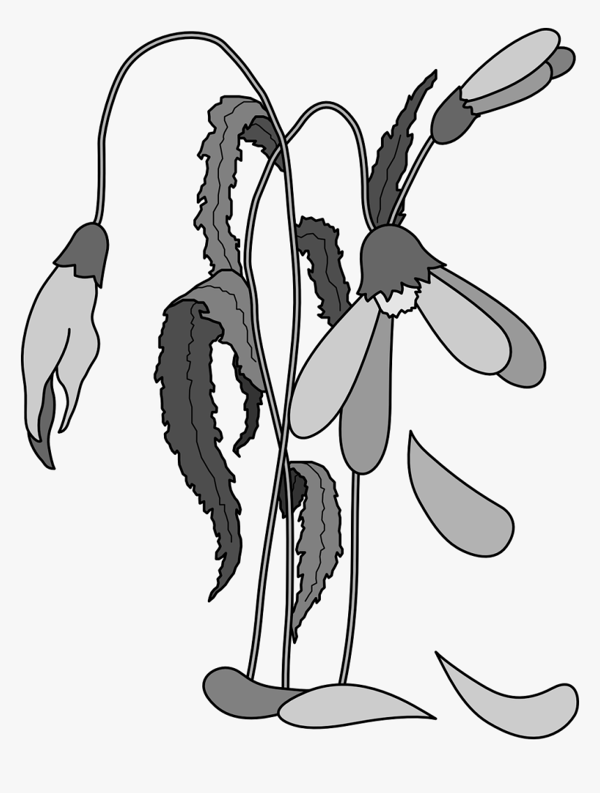 Wilted, Flowers, Dead, Plant, Flora, Floral, Petal - Draw Dead Flowers Easy, HD Png Download, Free Download