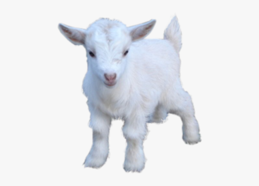 Goat Free Png Image Download - Goat Transparent, Png Download, Free Download