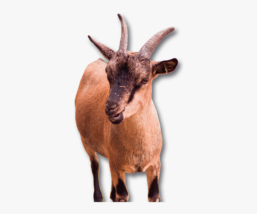 Goat55 - Brown Goat, HD Png Download, Free Download