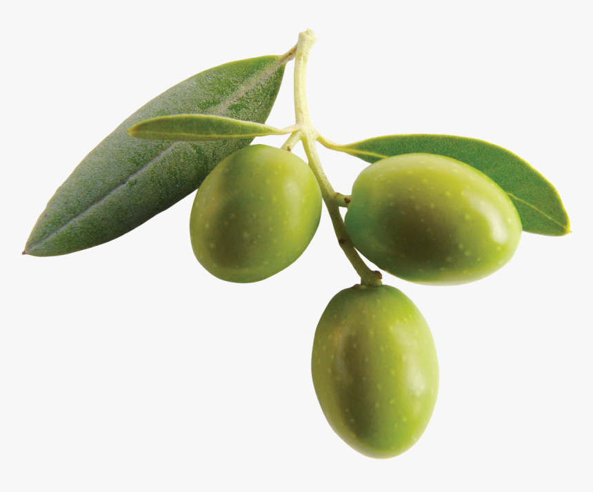 Olive Png, Transparent Png, Free Download