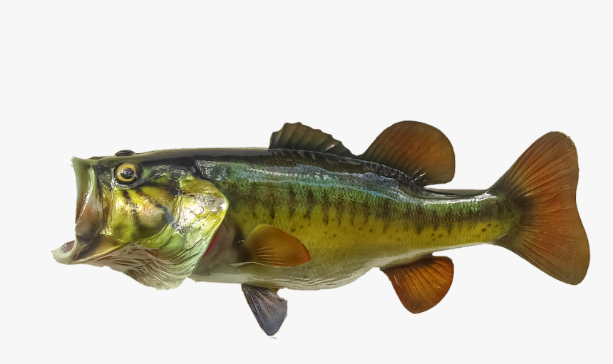 Bass, HD Png Download, Free Download
