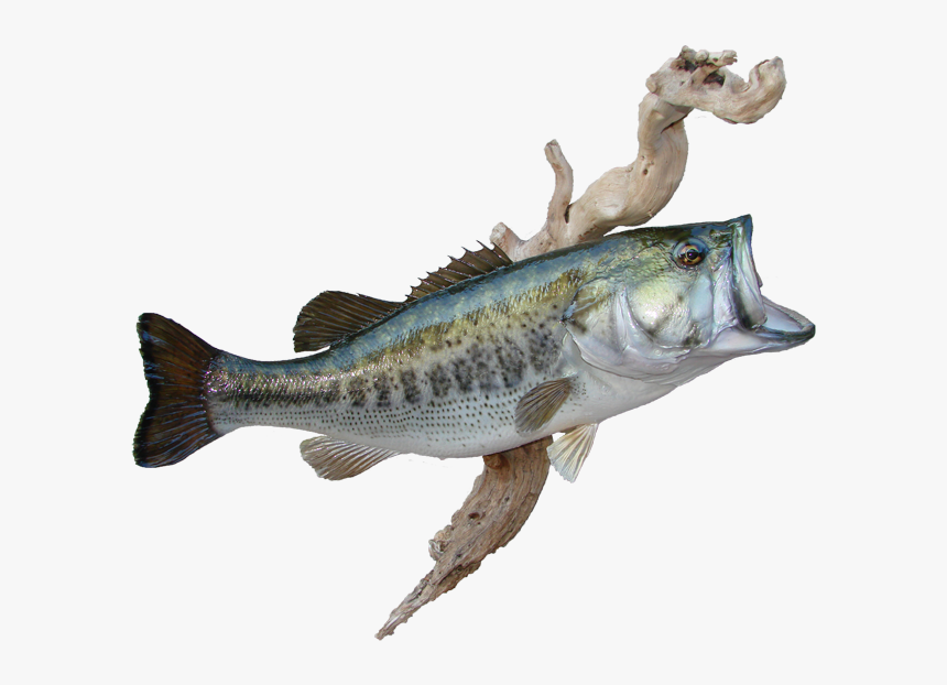 Transparent Largemouth Bass Png - Northern Largemouth Bass, Png Download, Free Download