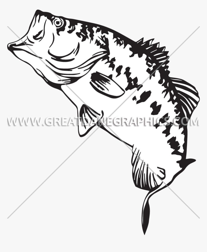 Trout Clipart Wide Mouth Bass - Double Bass, HD Png Download, Free Download