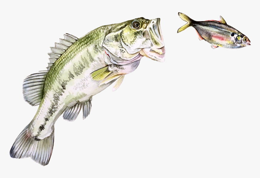 Sea Bass , Png Download - Bass, Transparent Png, Free Download