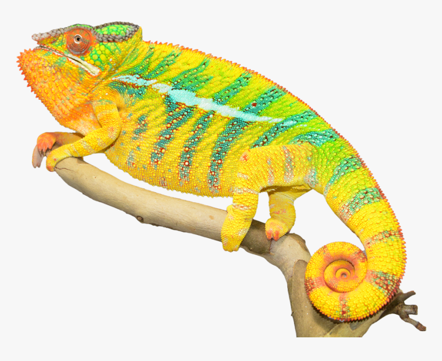 Chameleon Png Photos - Chameleon Png, Transparent Png, Free Download