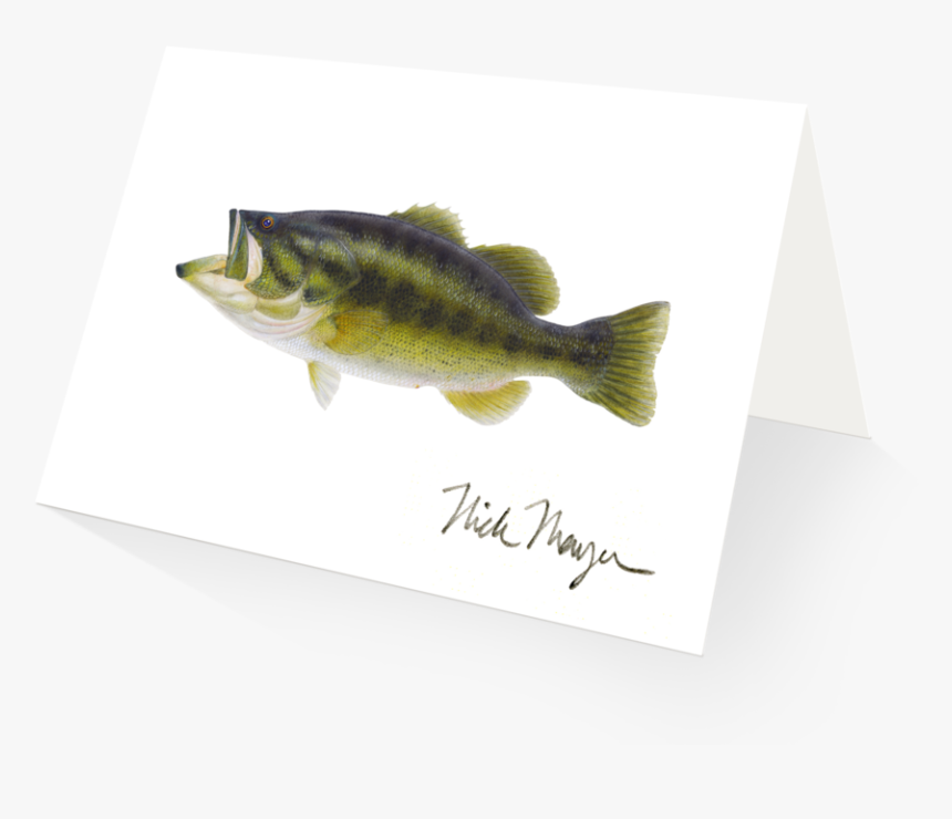 Largemouth Bass - Perch, HD Png Download, Free Download