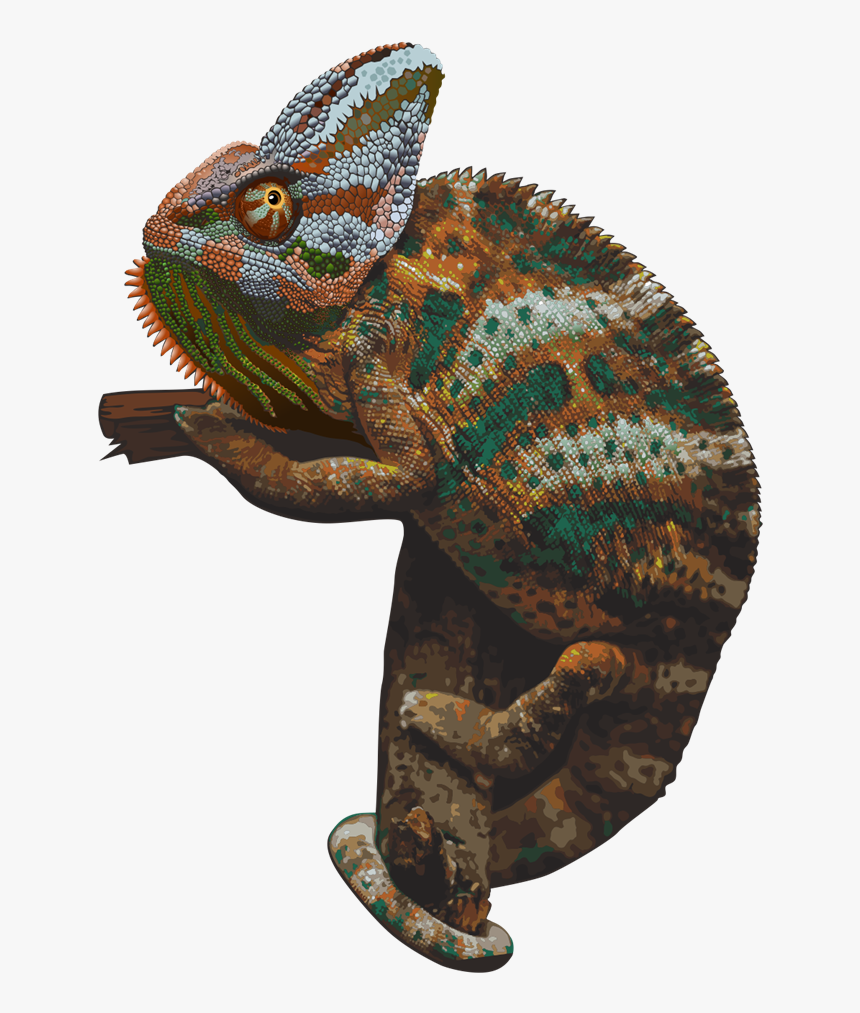 Chameleon Png Picture - Chameleons Png, Transparent Png, Free Download