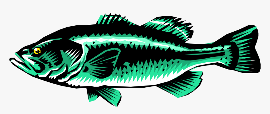 Vector Illustration Of Freshwater Gamefish Largemouth - Illustration, HD Png Download, Free Download