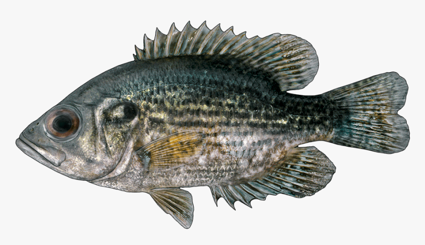 Bass, HD Png Download, Free Download