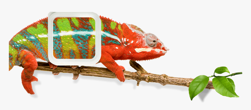 Common Chameleon, HD Png Download, Free Download