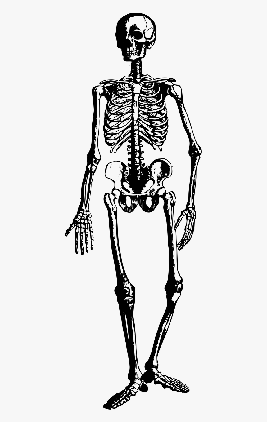 Skeleton Halloween Spooky Free Photo - Vintage Clipart Skeleton, HD Png Download, Free Download