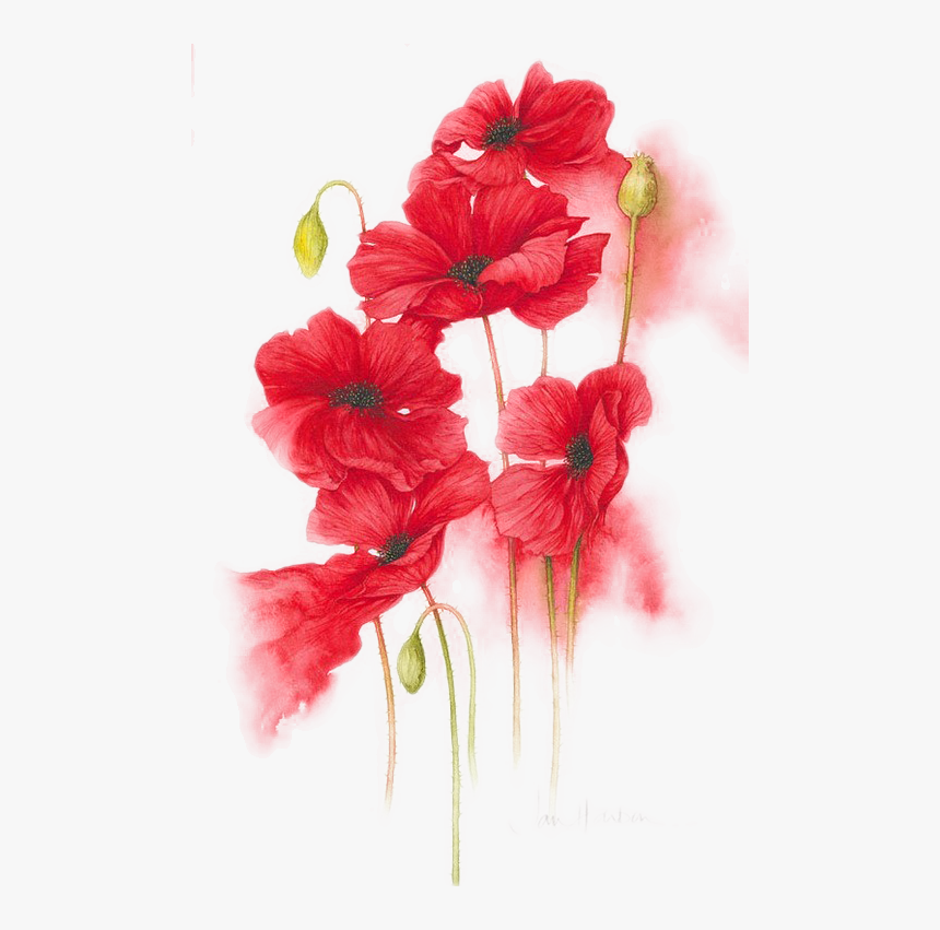 Orange, Red, Yellow Flower Watercolor Painting - Red Rose Watercolor Png, Transparent Png, Free Download