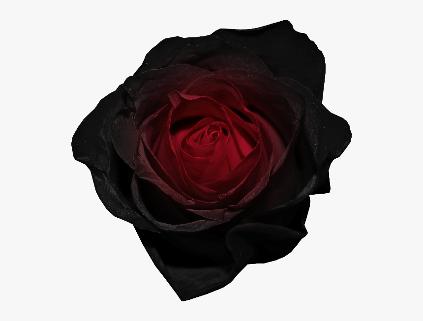 Dark Flower Png - Red Black Rose Transparent Background, Png Download, Free Download