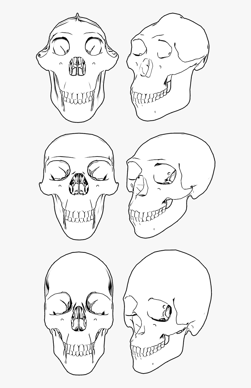 Erectus,homo Pictures, Free Photos, Free Images, Royalty - Skull, HD Png Download, Free Download