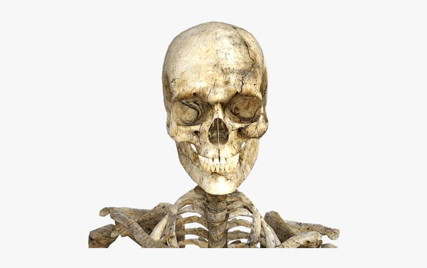 Real Skeleton Halloween - Esqueleto Png Cráneo, Transparent Png, Free Download