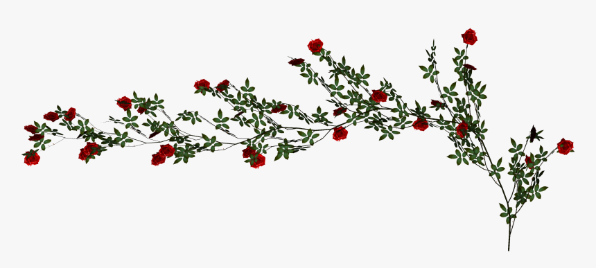 Transparent Rose Vine Clipart - Rose Vine Transparent Background, HD Png Download, Free Download