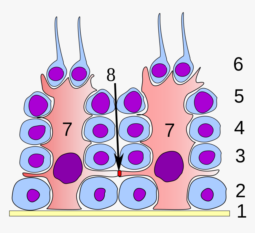 Tight Junction In Testis, HD Png Download, Free Download