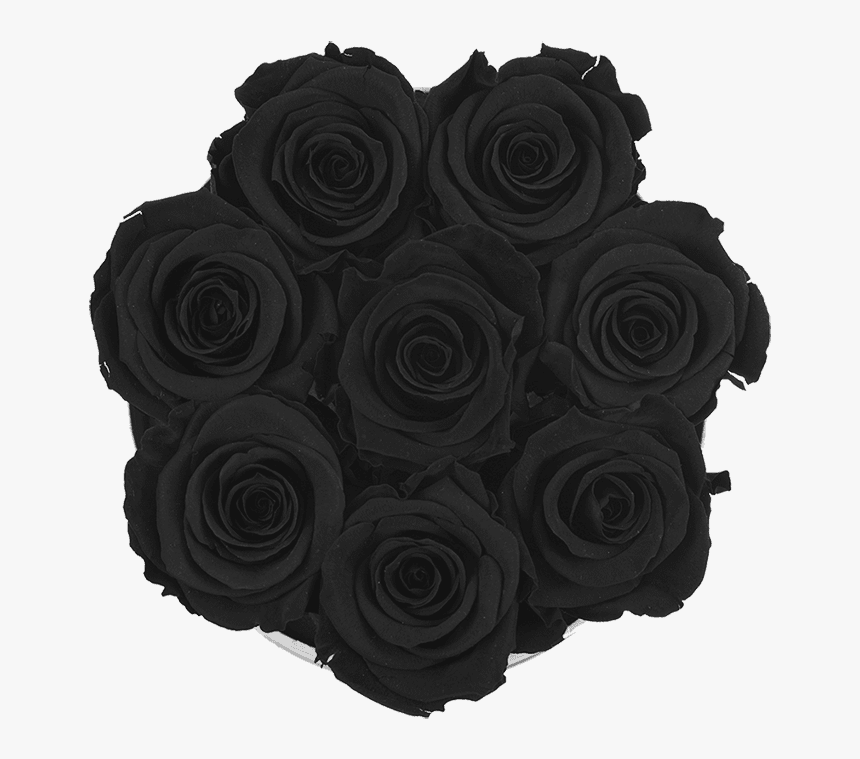 Transparent Black Flowers Png - Garden Roses, Png Download, Free Download