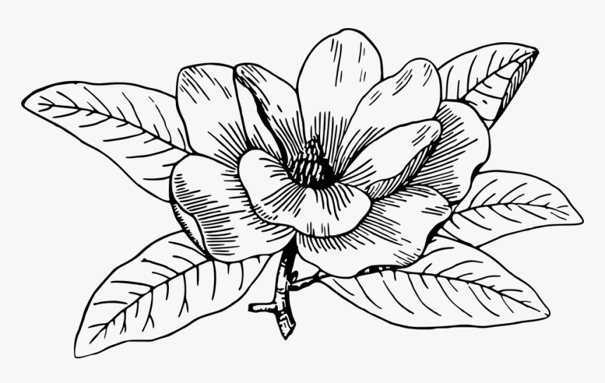 Flower Line Art 28, Buy Clip Art - Magnolias Black And White, HD Png Download, Free Download