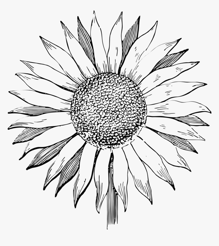 Sunflower Flower Line Art Free Photo - Line Art Sunflower Vector, HD Png Download, Free Download
