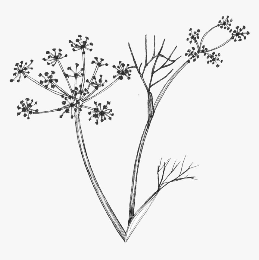 Fennel Flower Line Drawing, HD Png Download, Free Download