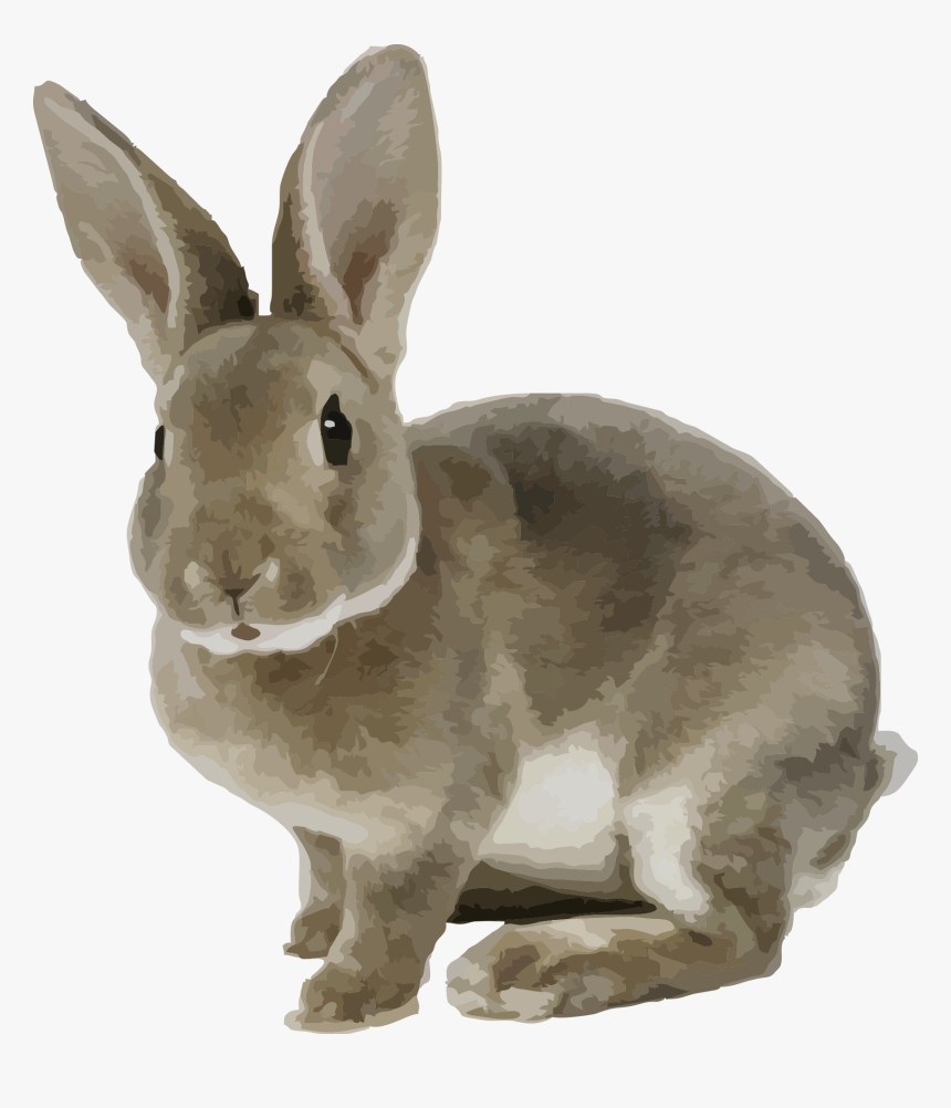 Rabbit Gray Png - Rabbit Png, Transparent Png, Free Download