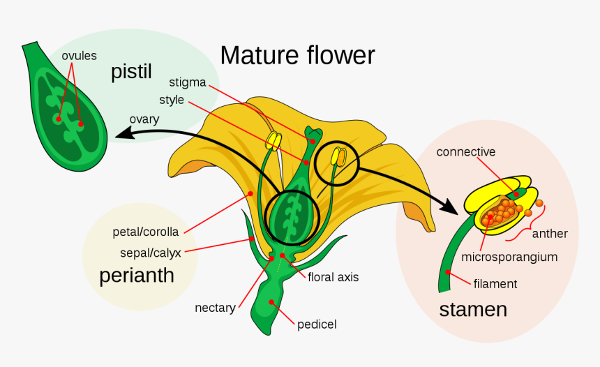 Corolla In Flower, HD Png Download, Free Download