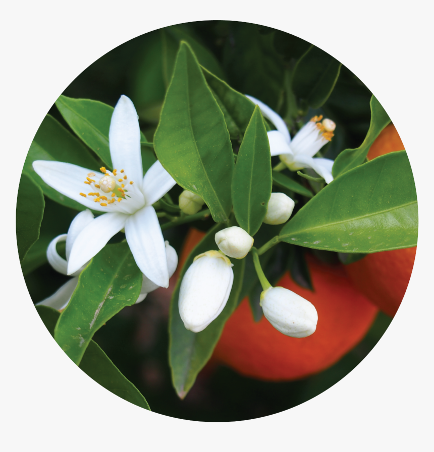 Flower Orange Blossom, HD Png Download, Free Download