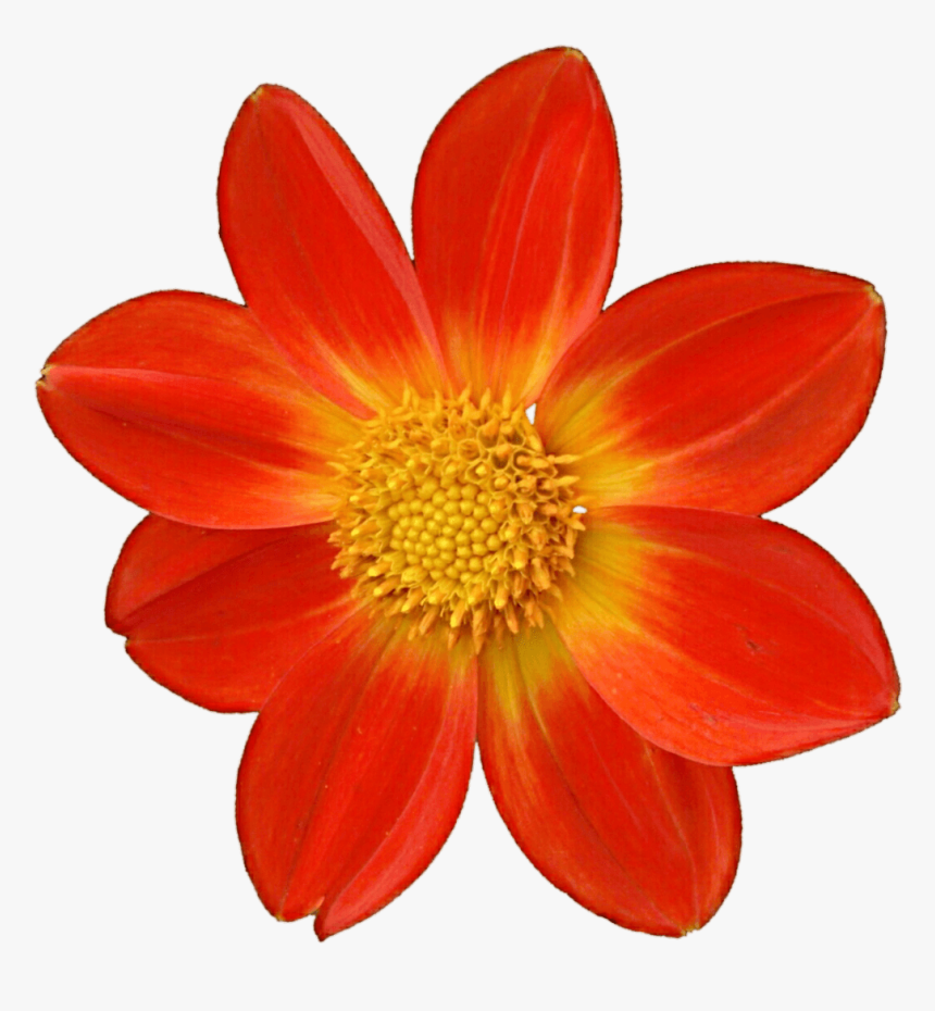 Dahlia Orange - Orange Flower Transparent Png, Png Download, Free Download