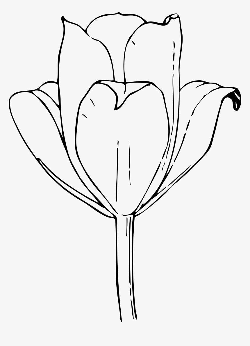 Flowers Line Drawing Image Clipart Best Tulip Flower - Dead Tulip Flower Outline, HD Png Download, Free Download