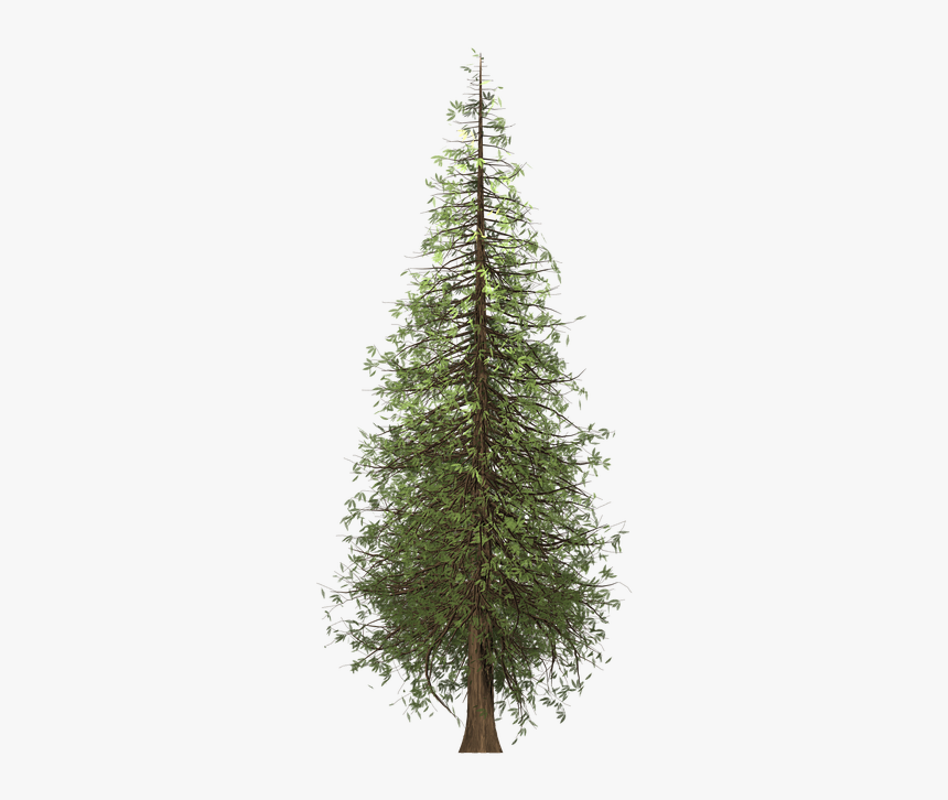 Redwood, Tree, Painted Tree, Green, Nature, Plant - Tall Redwood Tree Png, Transparent Png, Free Download