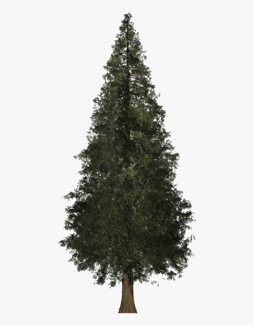 Redwood Tree Png Image Freeuse - Red Wood Tree Transparent, Png Download, Free Download