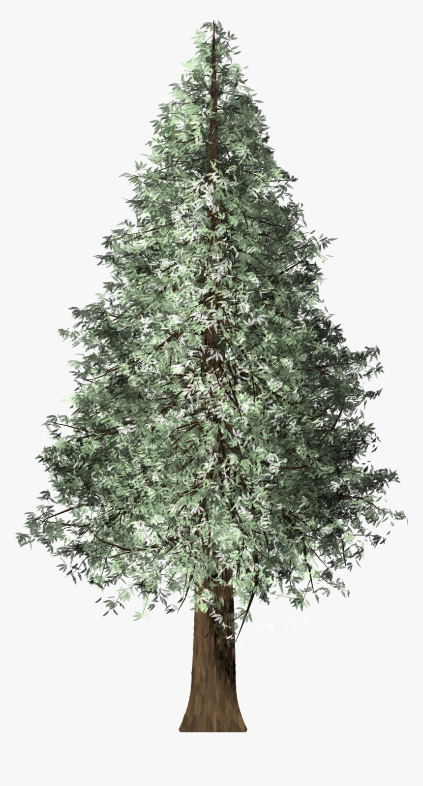 Redwood Tree Png, Transparent Png, Free Download