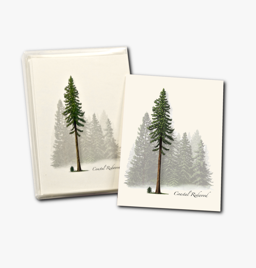 Redwood Tree Png, Transparent Png, Free Download
