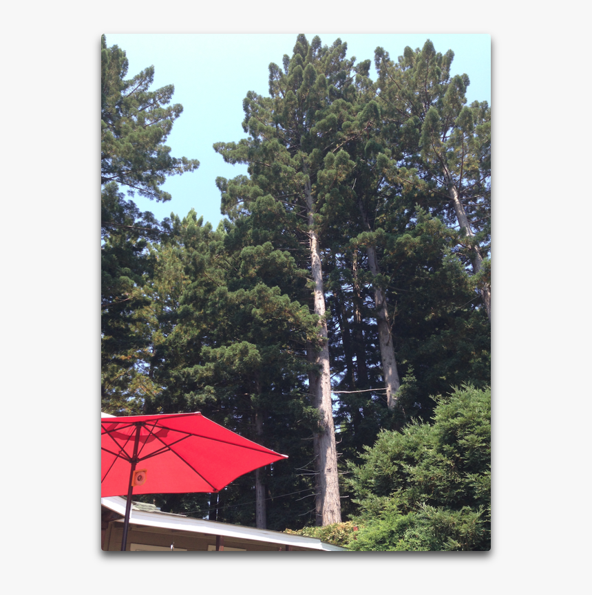 Redwoods Plus Umbrella - Shortleaf Black Spruce, HD Png Download, Free Download