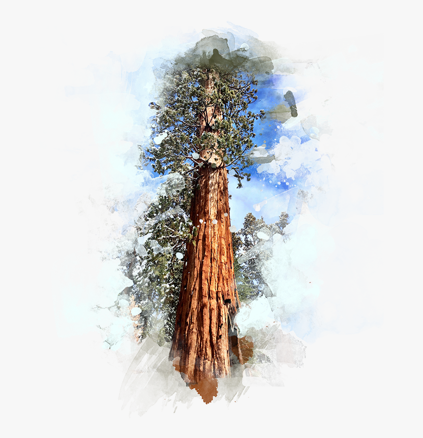 Forte Designs Sequoia Tree - Sequoia Tree Transparent Background, HD Png Download, Free Download