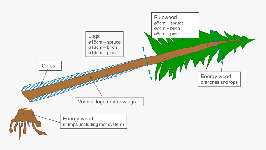 Diagram Of A Redwood Tree, HD Png Download, Free Download