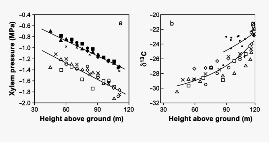 Limits To Tree Height, HD Png Download, Free Download