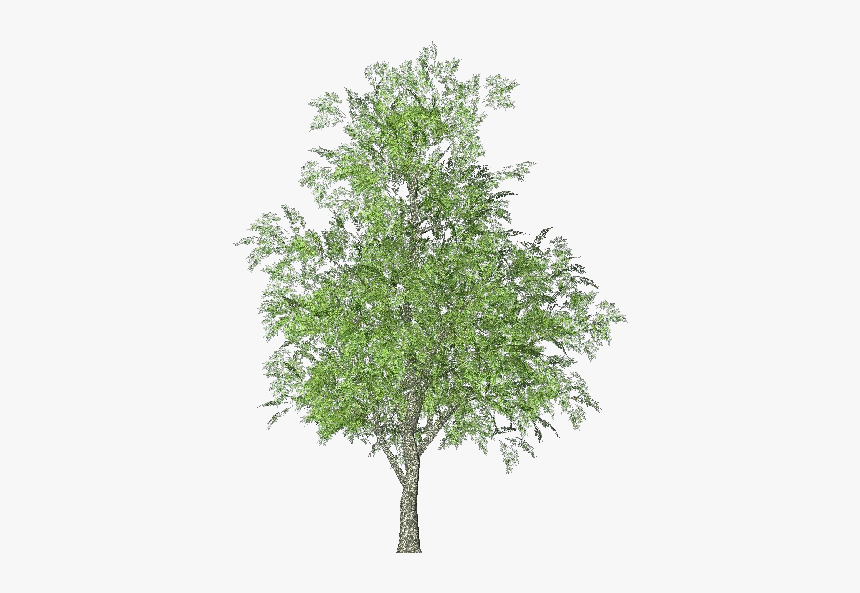 3d Trees - Ash - Acca Software - Arbol Fresno Png, Transparent Png, Free Download