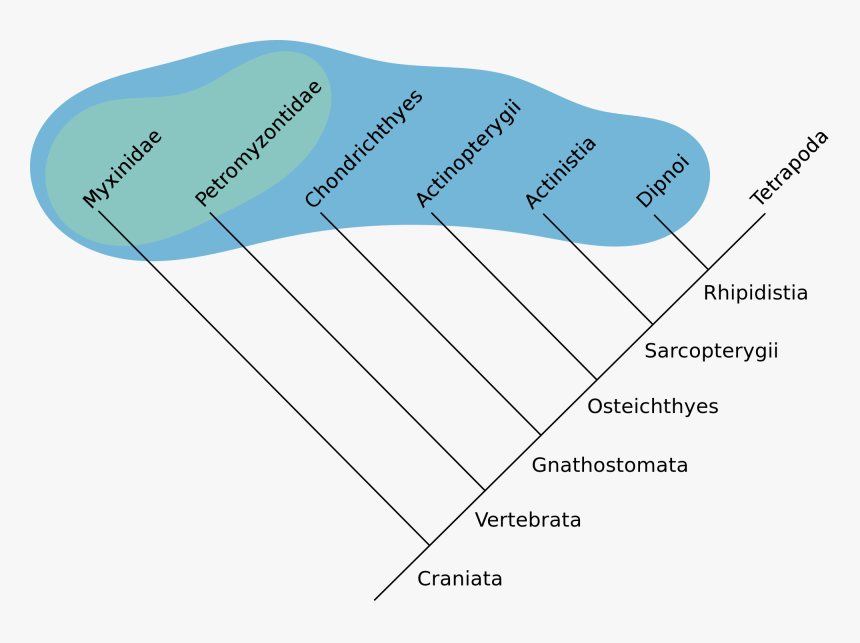 Blobfish Cladogram , Png Download - Fish Cladogram, Transparent Png, Free Download