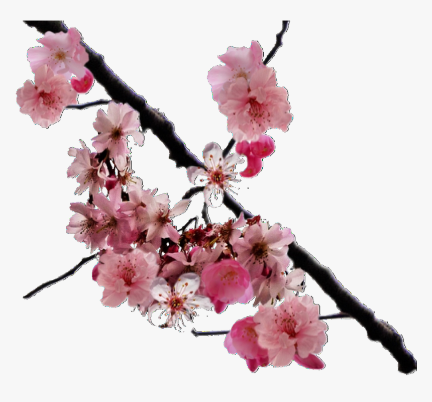 Png, Overlay, And Edits Image - Real Cherry Blossoms Png, Transparent Png, Free Download
